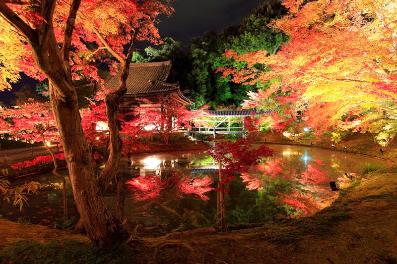 紅葉が始まりました！